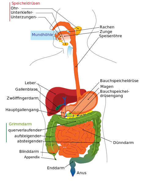 Menschlicher Verdauungstrakt - Abbild Wikipedia